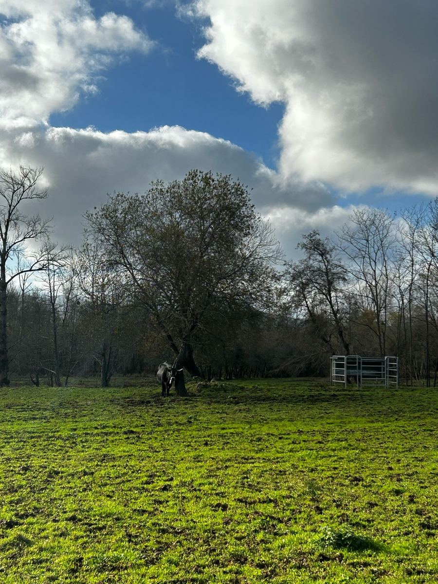 Un prado verde con un árbol grande y el bosque detrás